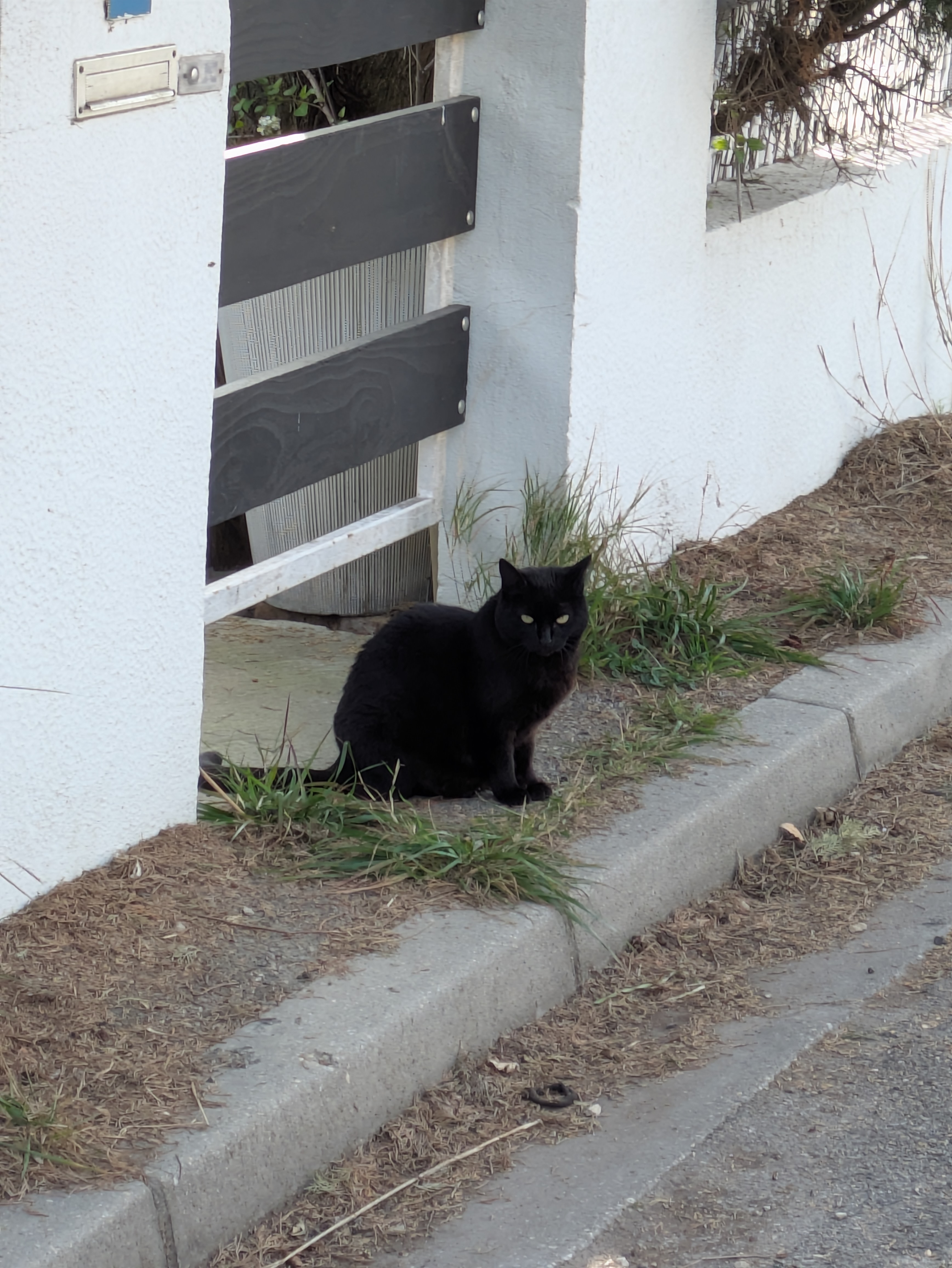 A very nice black cat